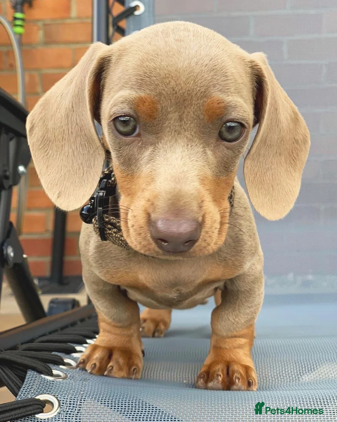 Miniature Dachshund dogs for stud: ISABELLA AND TAN MINIATURE DACHSHUND  in Sunderland - Advert 12