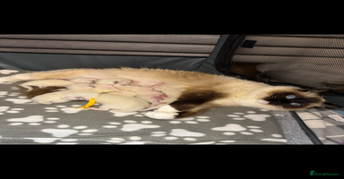 Ragdoll cats 🏆 gccf ragdoll grand champion kittens 🏆 - Advert 9