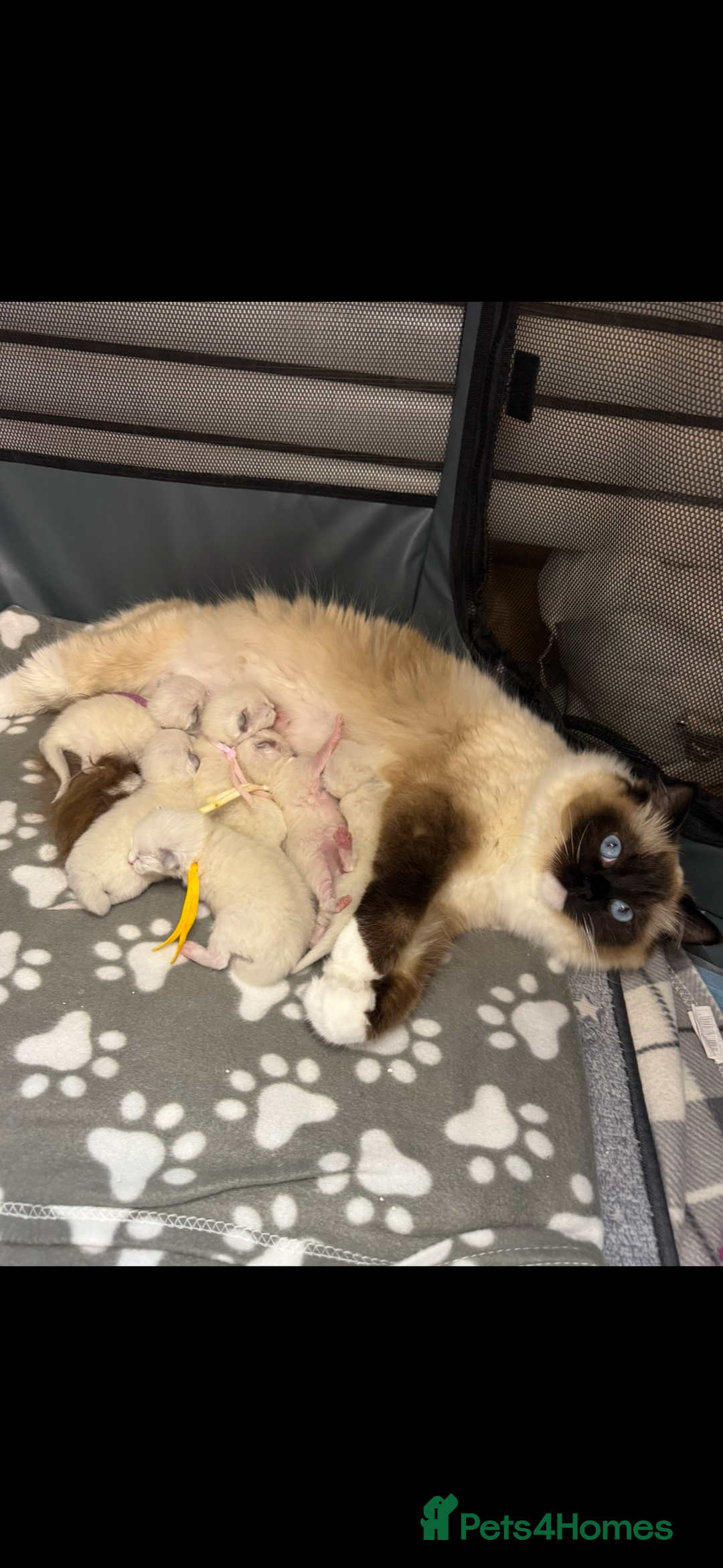 Ragdoll cats for sale: 🏆 gccf ragdoll grand champion kittens 🏆 - Image 6