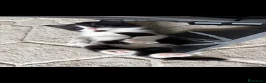 Domestic Shorthair Kitten 4
