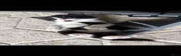 Domestic Shorthair cats for sale: Beautifull Kittens - Advert 11