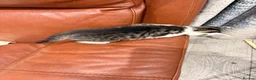 Mixed Breed cats for sale: Beautiful mixed tabby kittens  - Advert 9