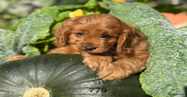 Cavapoo dogs - Advert 3