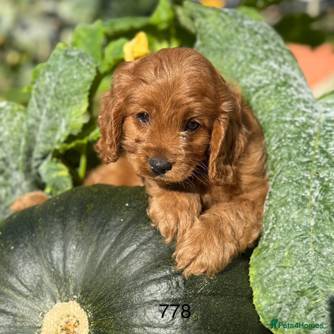 Cavapoo dogs for sale: Cavapoo *Licensed* Ready 20th - Image 3