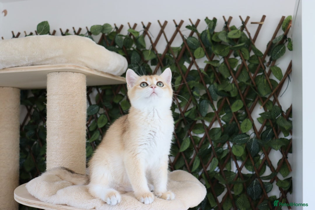 British Shorthair cats for sale: Ready CH Bloodlines BSH TICA registered kittens in Feltham - Image 9
