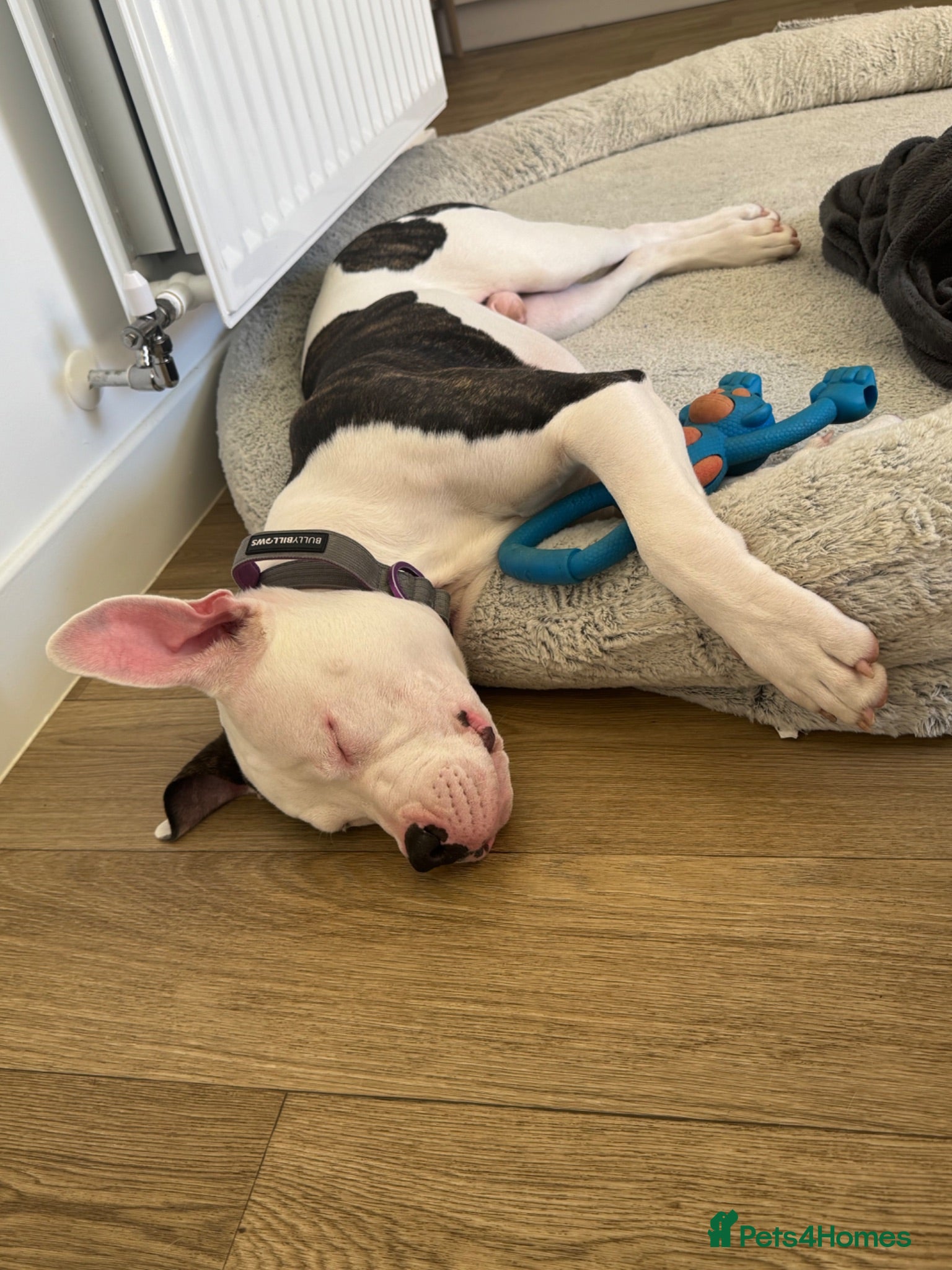 Mixed Breed dogs Duke  - Advert 3