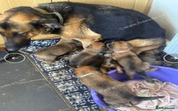 Mixed Breed dogs for sale: German Sheperd cross Lurcher Puppies - Image 8