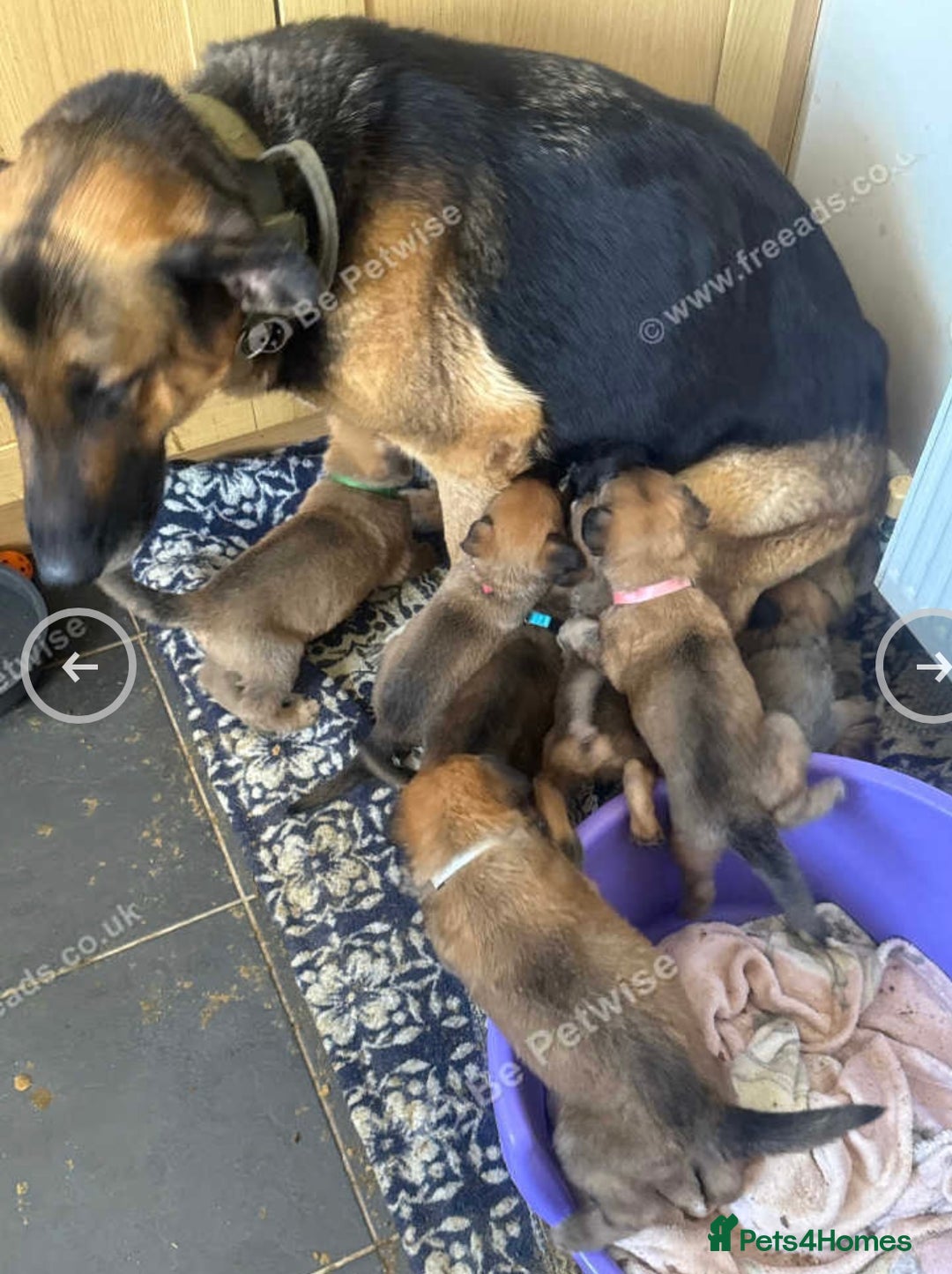 Mixed Breed dogs for sale: German Sheperd cross Lurcher Puppies - Image 8