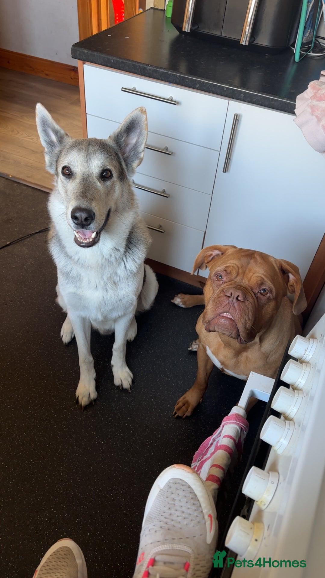 Mixed Breed dogs for sale: 3 x male puppies DDB x  - Image 6