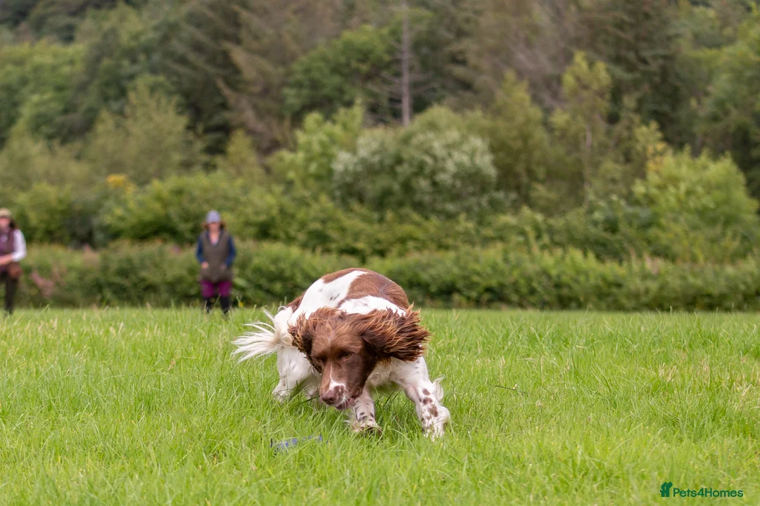 English Springer Spaniel dogs for stud: DNA Tested & Hip/Elbow scored Springer - Bryn in Carmarthen - Advert 11