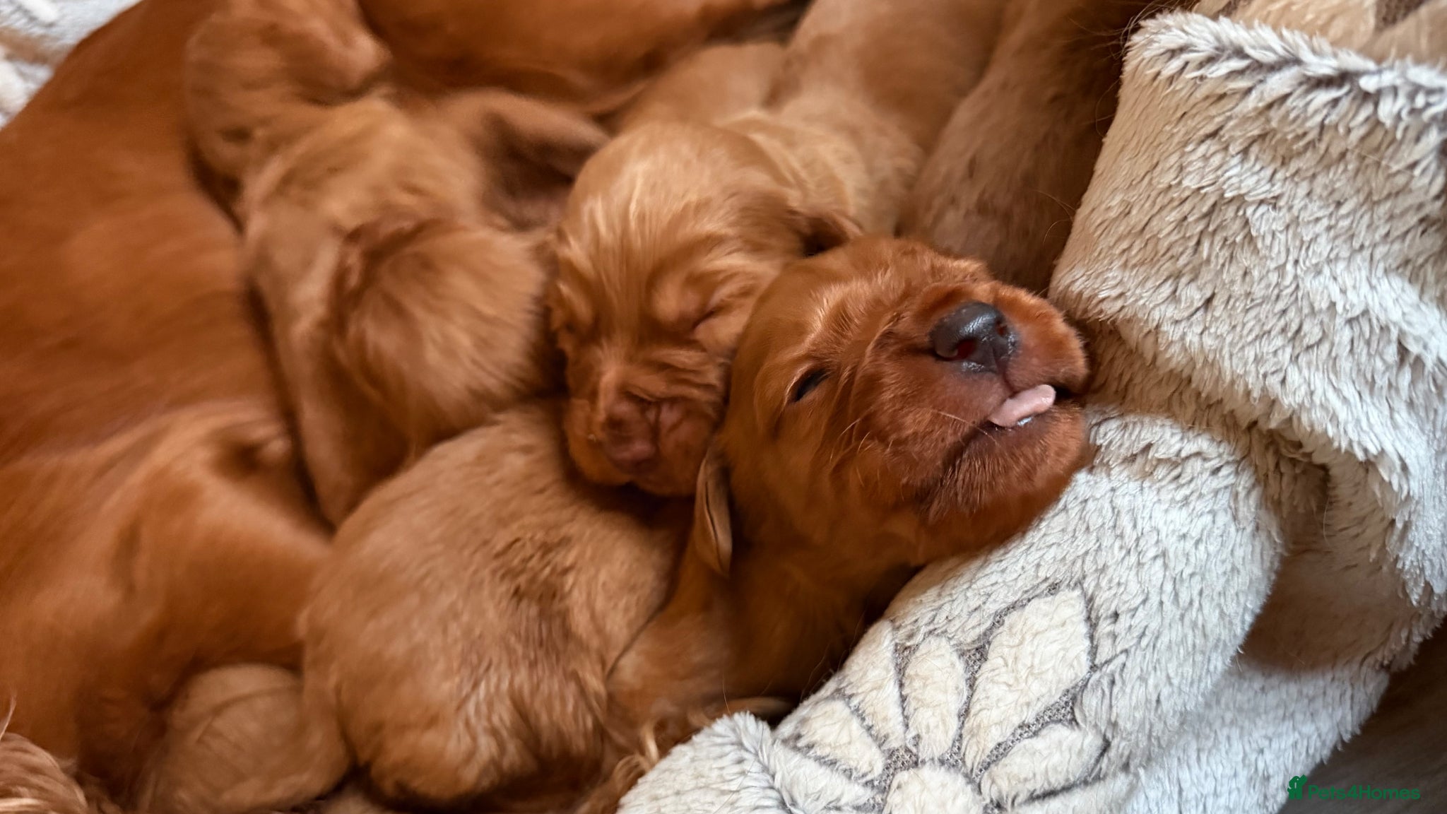 Cocker Spaniel dogs Cocker Spaniel puppies  - Advert 1