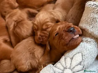 Cocker Spaniel dogs Cocker Spaniel puppies - Advert 1