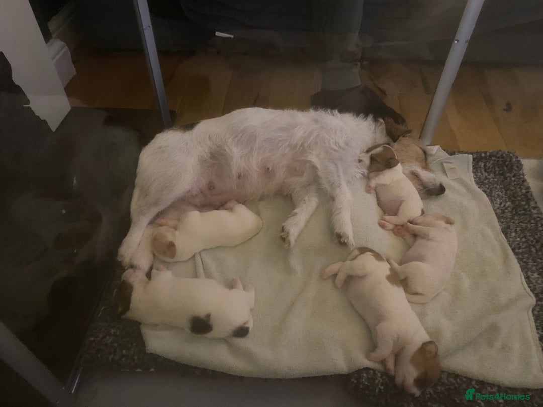 Jack Russell dogs for sale: Long/Broken coated Jack Russel - Image 9