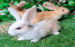 Continental Giant rabbits for sale: PURE BRED Continental Giants  VACCINATED RESERVE   - Image 5