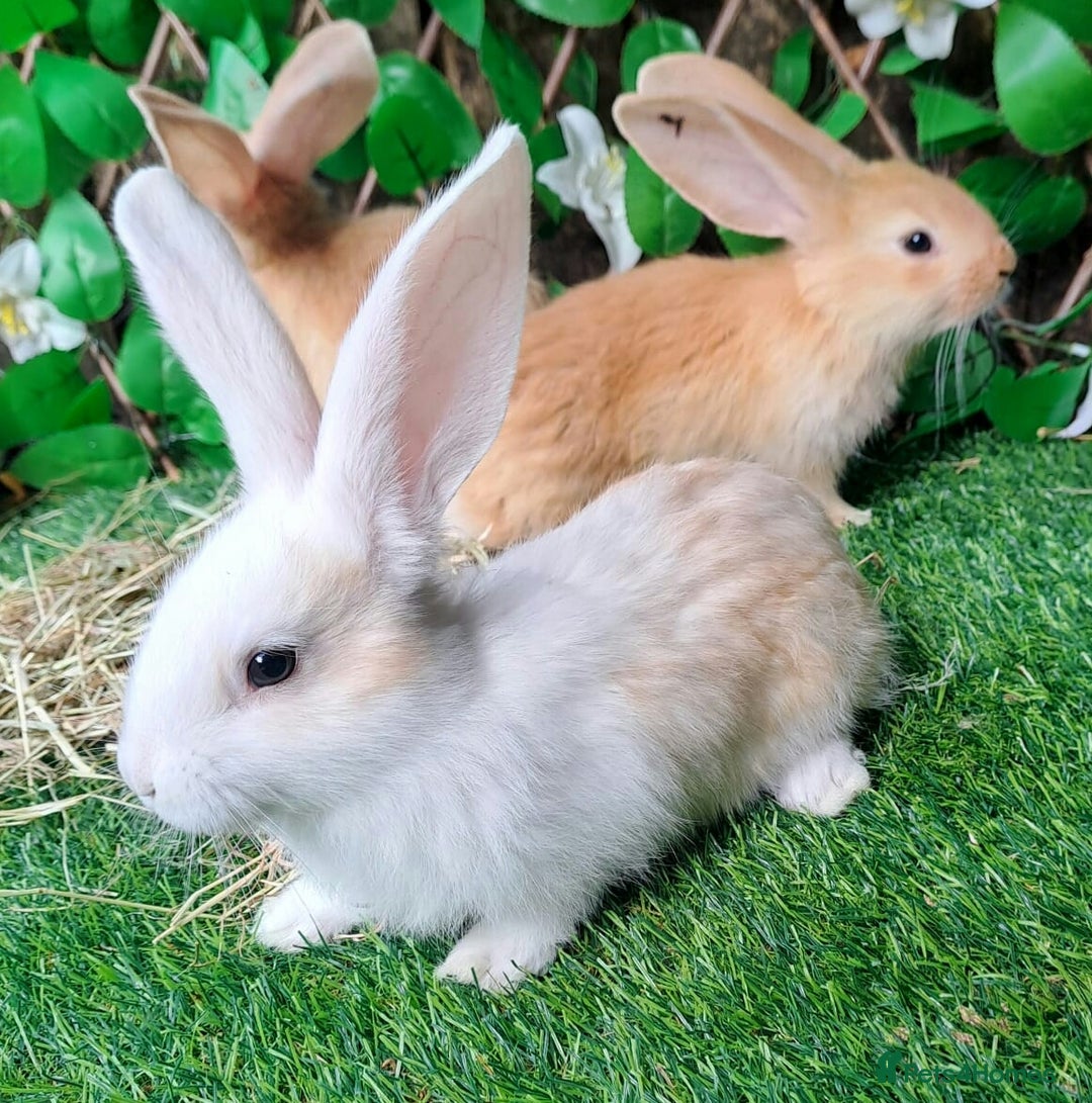 Continental Giant rabbits for sale: PURE BRED Continental Giants  VACCINATED RESERVE   - Image 5