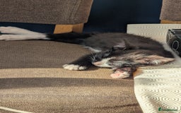 Mixed Breed cats for sale: Mixed breed , Maine coon x rag doll x local tom ! - Image 5