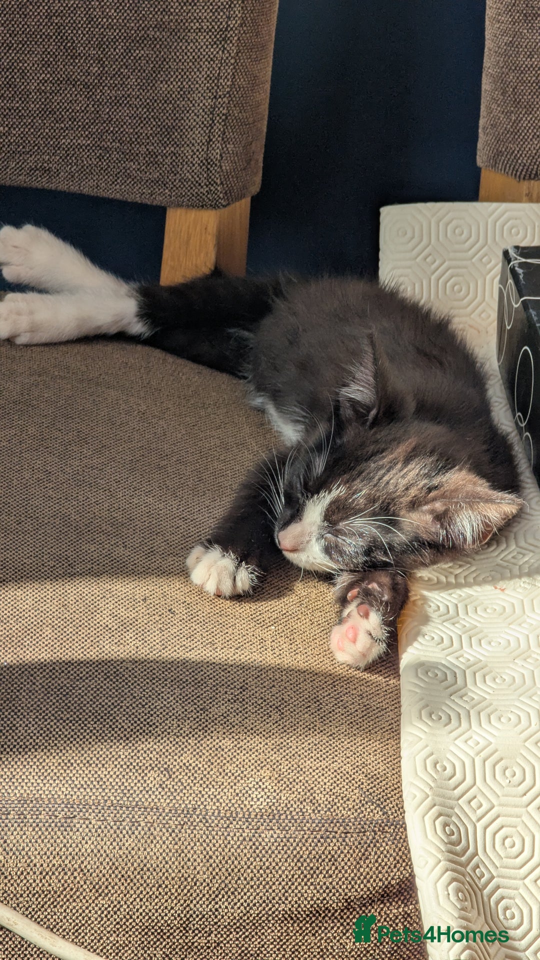 Mixed Breed cats for sale: Mixed breed , Maine coon x rag doll x local tom ! - Image 5