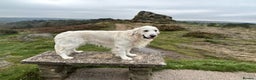 Golden Retriever dogs for stud: Extensively health tested golden retriever stud in Chesterfield - Advert 17