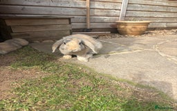 Mini Lop rabbits for sale: Minilop rabbits  - Image 5