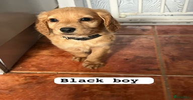 Cocker Spaniel dogs - Advert 1