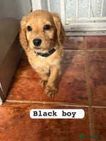 Cocker Spaniel dogs - Advert 1