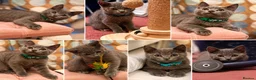 British Shorthair cats for sale: Gorgeous British Shorthair Kittens 💙💙 - Advert 2
