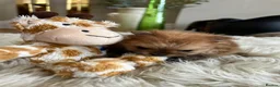 Pomeranian dogs for sale: Pomempire KC Pomeranian – Orange Teddy Bear Boy - Advert 29
