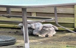 Mini Lop rabbits for sale: Possibly rehoming my male rabbit  - Image 6