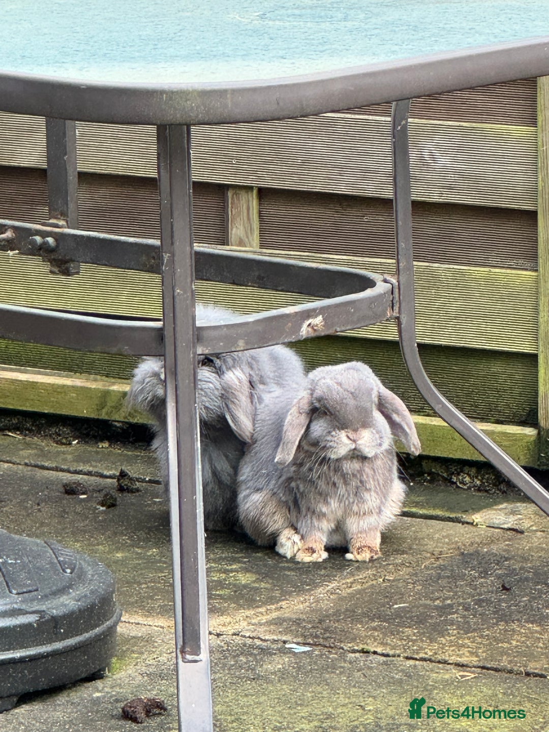 Mini Lop rabbits for sale: Possibly rehoming my male rabbit  - Image 6