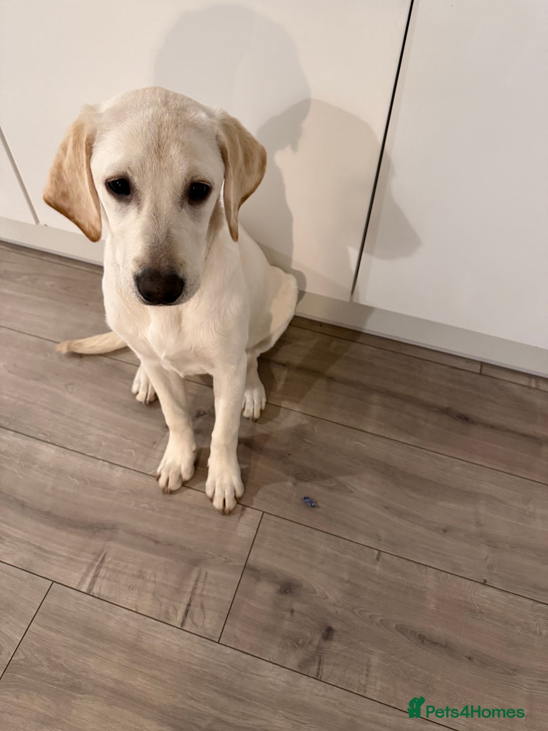 Labrador Retriever dogs for sale: Beautiful Pure White Labrador Pup - Advert 1