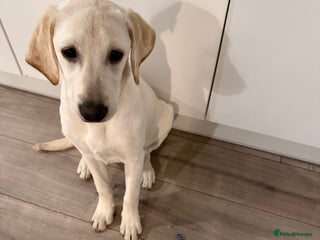 Labrador Retriever dogs Beautiful Pure White Labrador Pup - Advert 3