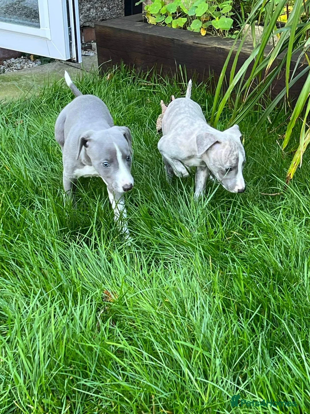 Whippet dogs for stud: 2 KC whippet for stud,both heart tested clear in Bishop Auckland - Advert 25