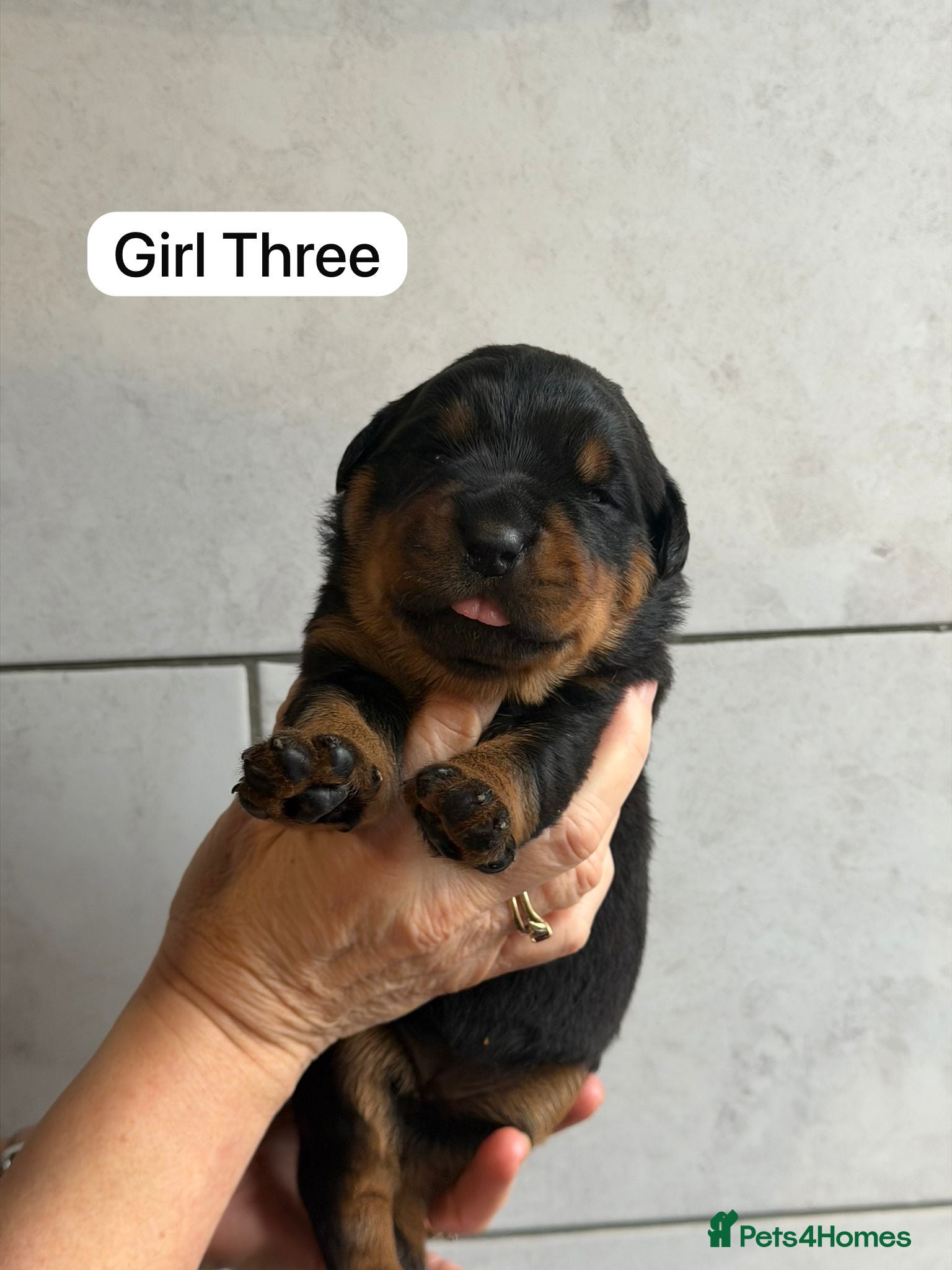 Rottweiler dogs Kc, dna, hips, elbows, eye tested parents  - Advert 3