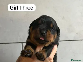 Rottweiler dogs Kc, dna, hips, elbows, eye tested parents - Advert 3