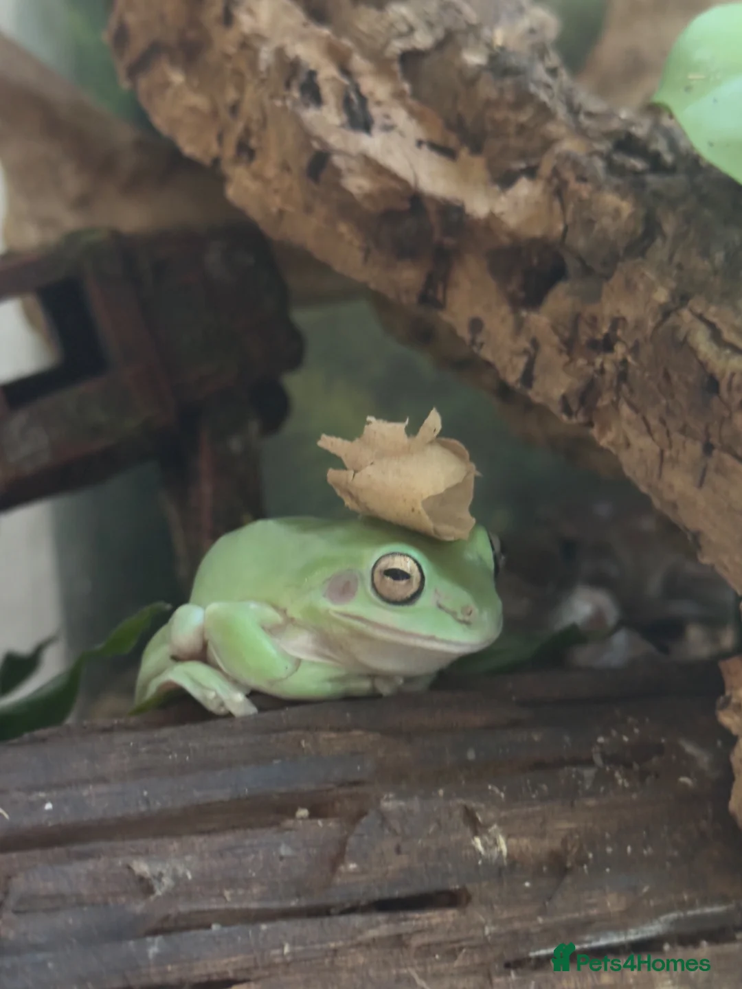 Frog reptiles for sale: 4 adult tree frogs with setup.  - Advert 1
