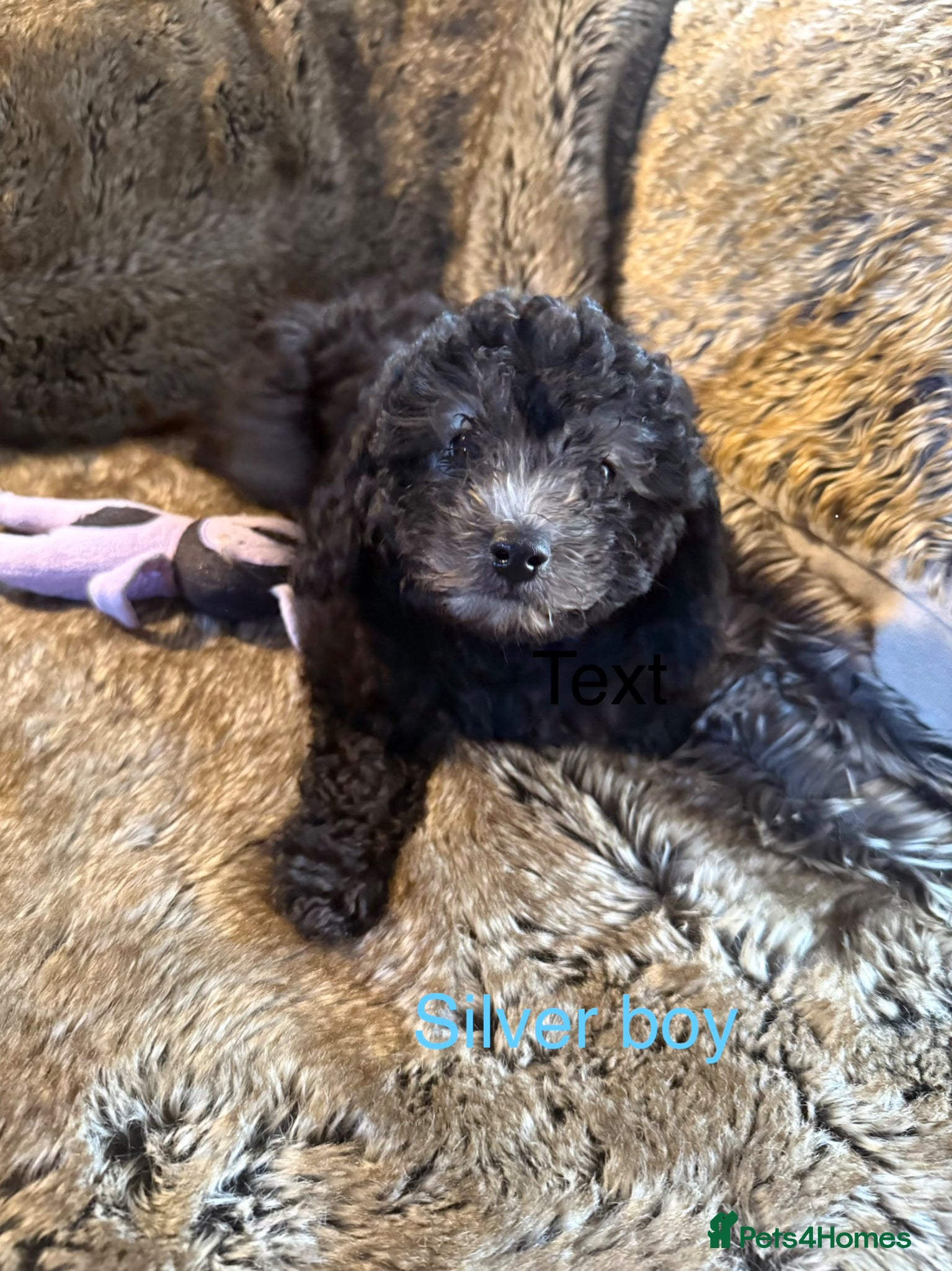 Cockapoo dogs ✨ Outstanding toy cockapoo Puppies for Sale ✨ - Advert 2