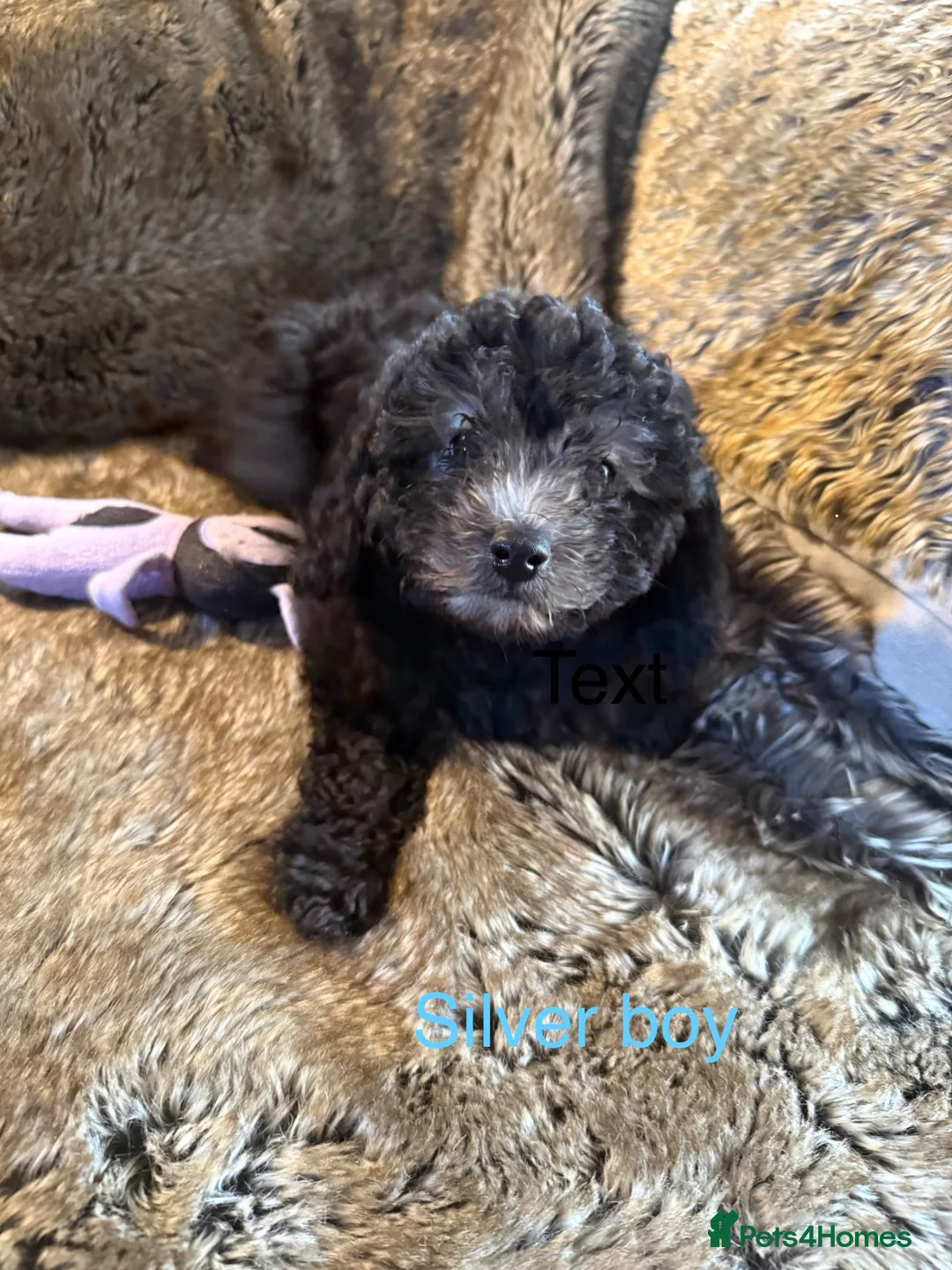 Cockapoo dogs for sale: ✨ Outstanding toy cockapoo Puppies for Sale ✨ - Advert 2