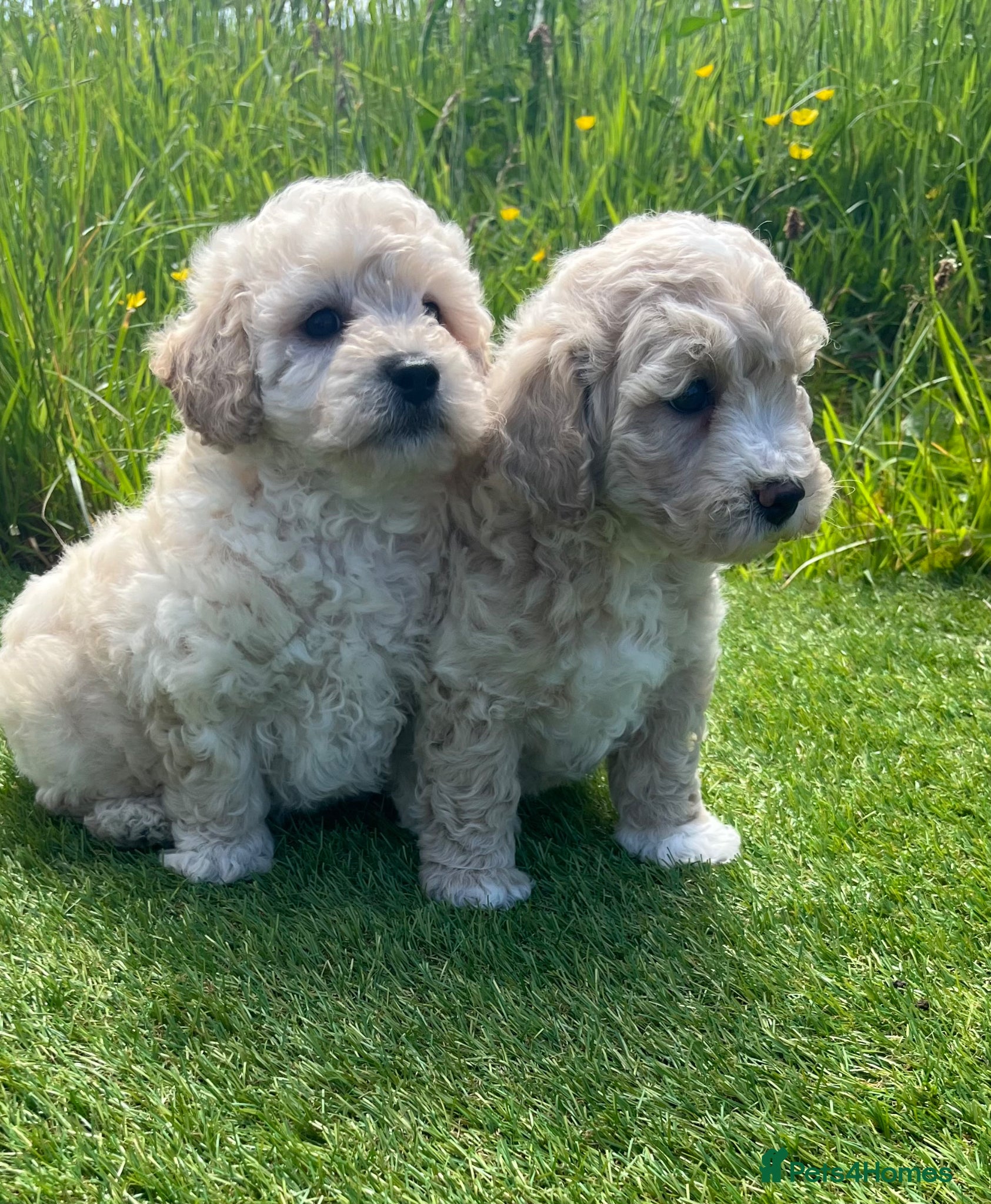Poochon dogs Poochon Puppies F1  - Advert 2
