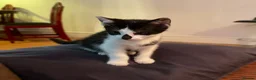 Mixed Breed cats for sale: Kittens for Sale. Ready Now for Loving Homes - Advert 15