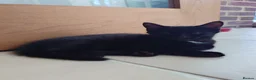 Mixed Breed cats for sale: 2 remaining kittens, looking for forever homes - Advert 16