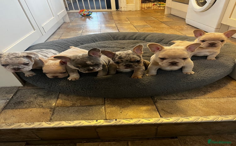 French Bulldog dogs - Advert 13