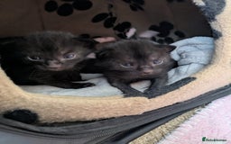 Mixed Breed cats for sale: Kittens  - Image 4