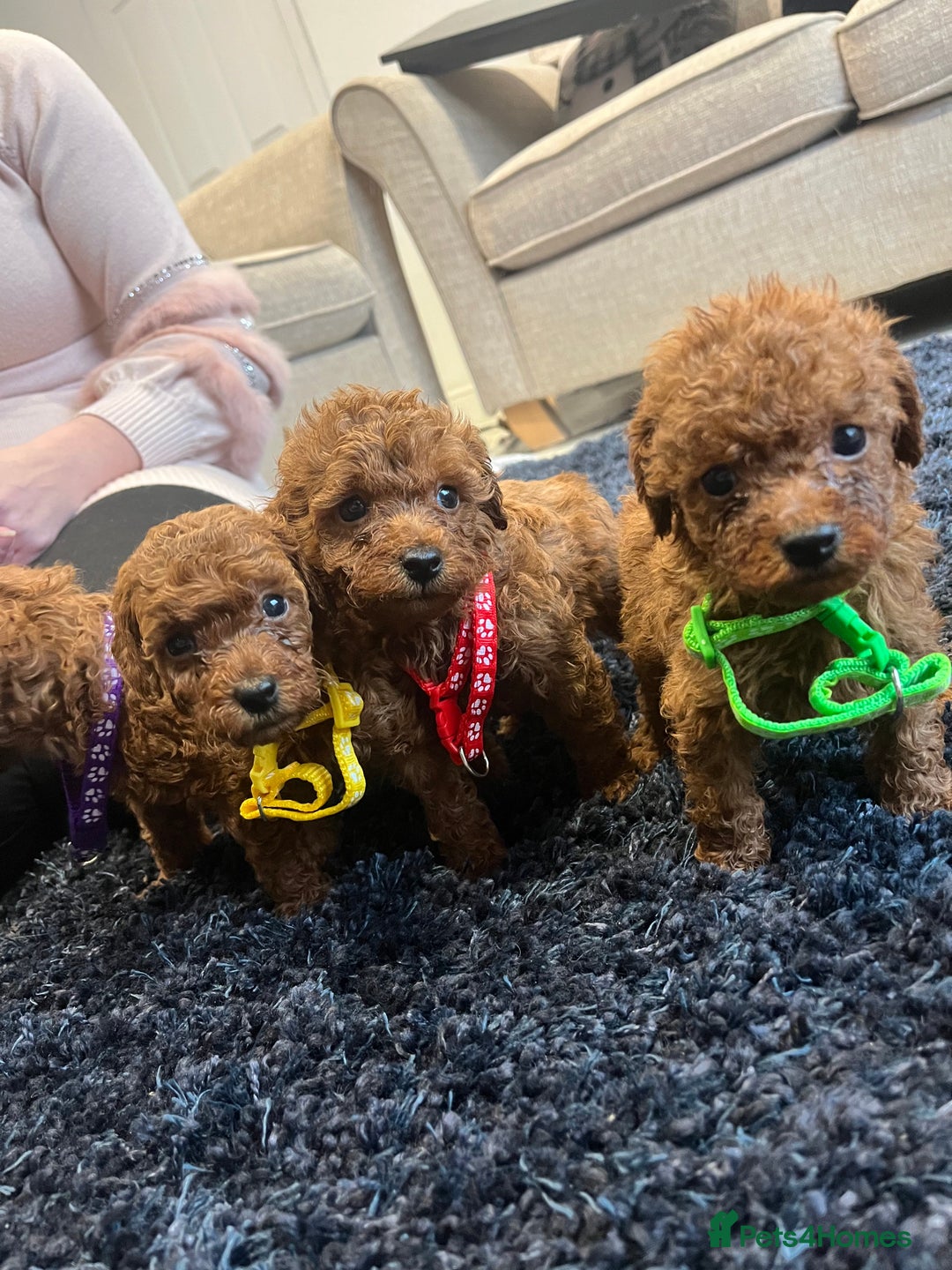 Miniature Poodle dogs for sale: FOX Red Miniature Poodles!!! 400 Health Tests!! - Advert 25