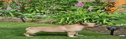 French Bulldog dogs for sale: KC QUALITY PUPPIES - Advert 9