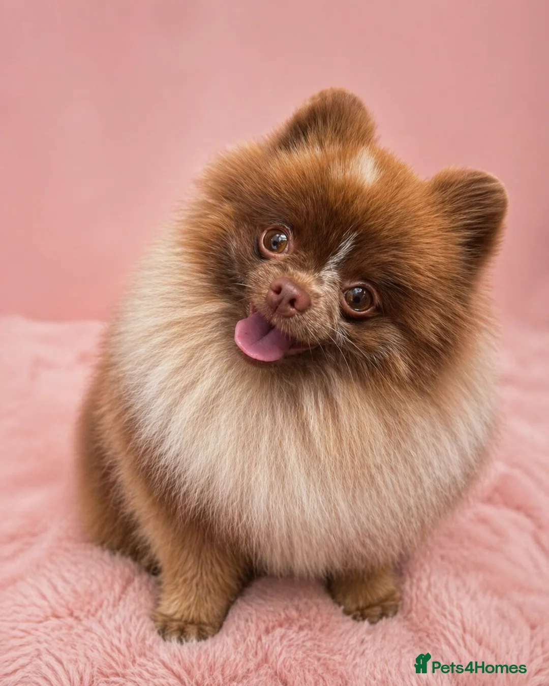 Pomeranian dogs for stud: 💚 RUSSIAN CHOC MERLE 🧸BEAR POM CARRY LILAC/TAN💚 - Advert 2