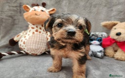 Yorkshire Terrier dogs for sale: 6 beautiful yorkie puppies - Image 8