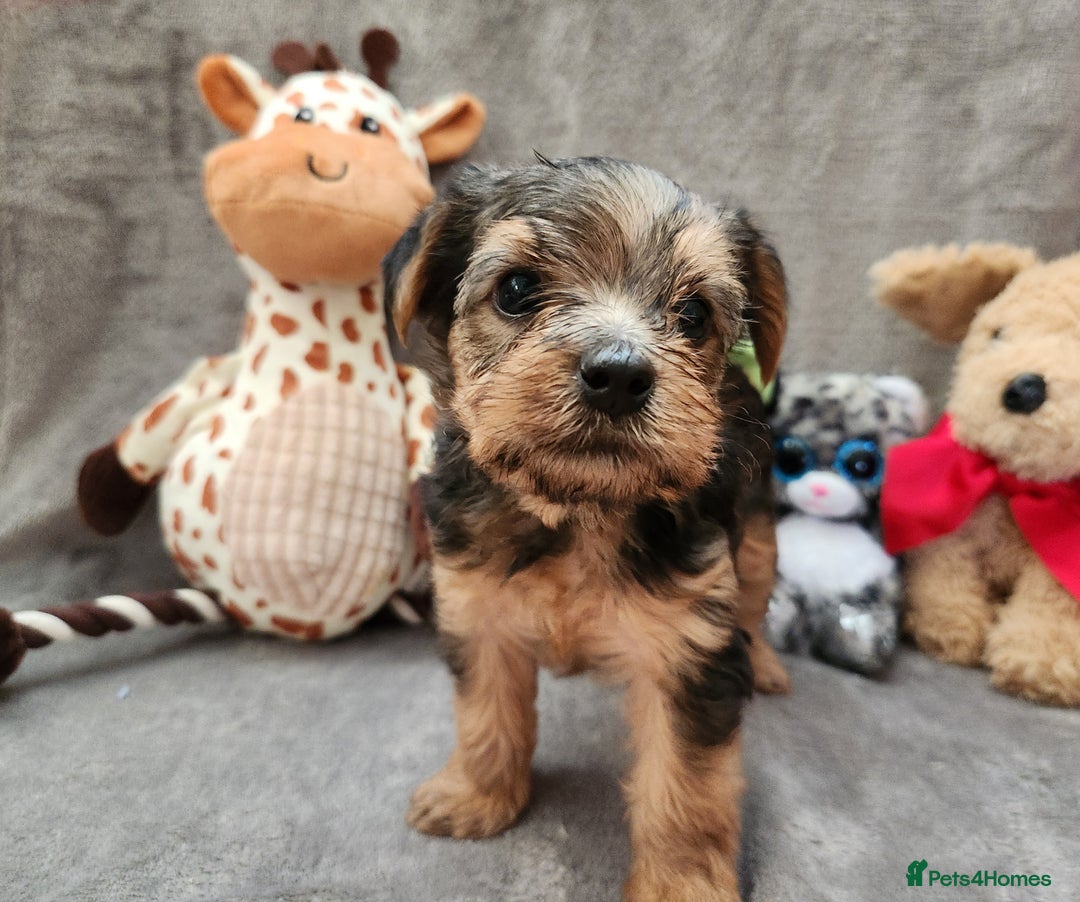Yorkshire Terrier dogs for sale: 6 beautiful yorkie puppies - Image 8