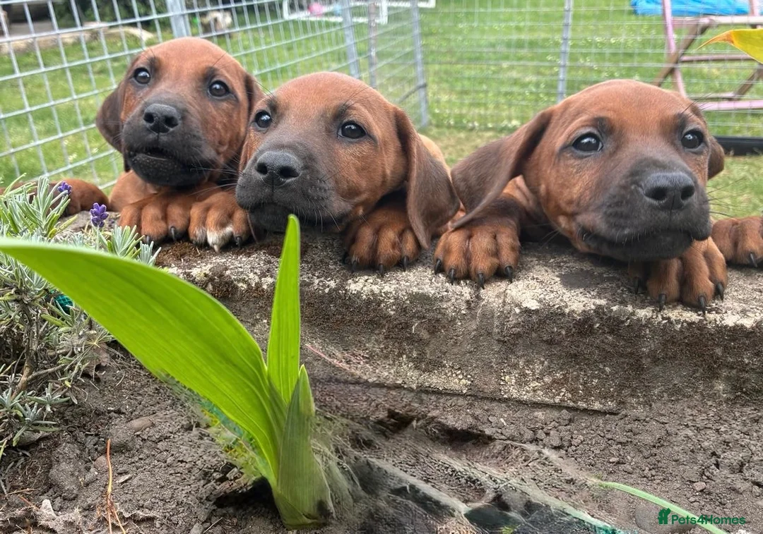 Rhodesian Ridgeback dogs for sale: Rhodesian Ridgeback Puppies European Pedigree - Advert 11