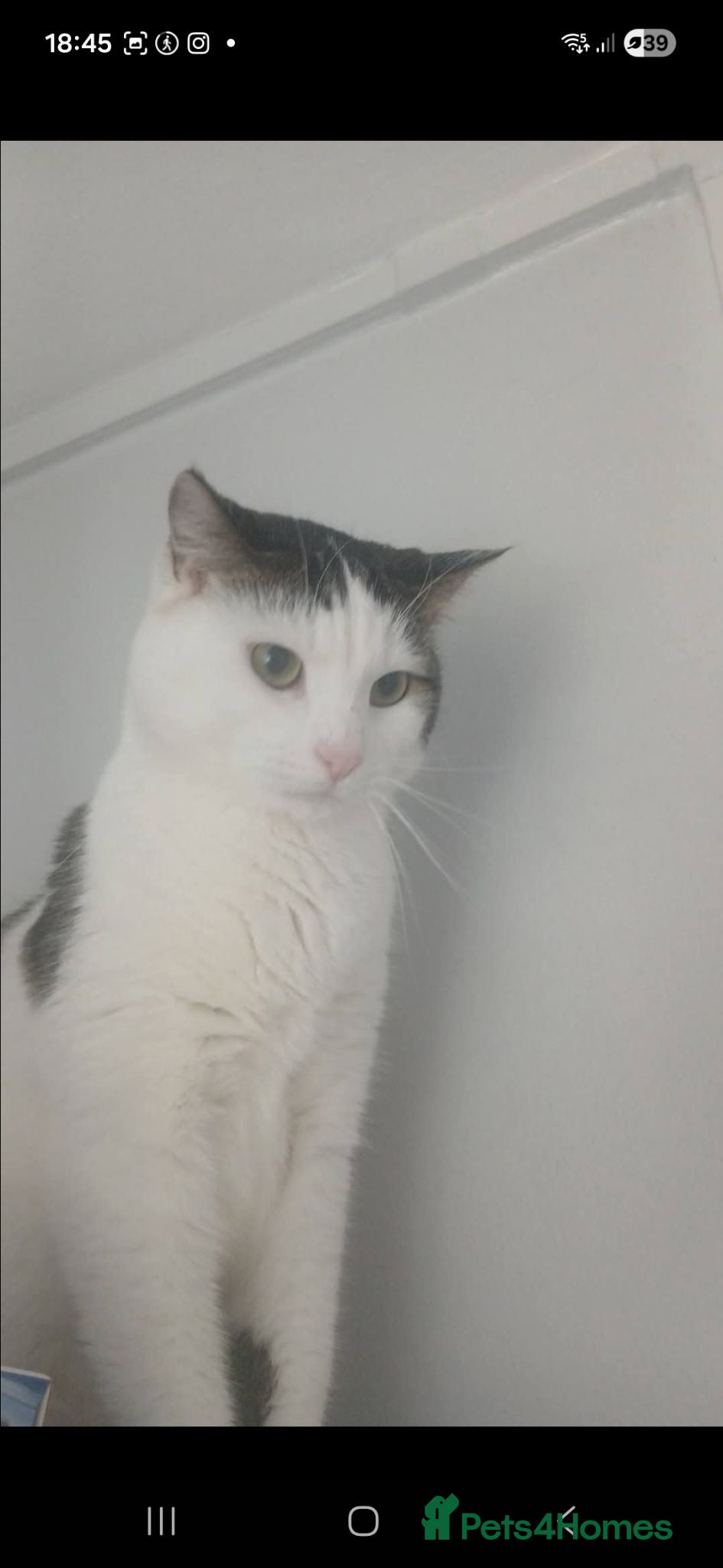 Mixed Breed cats Need to go together! - Advert 1
