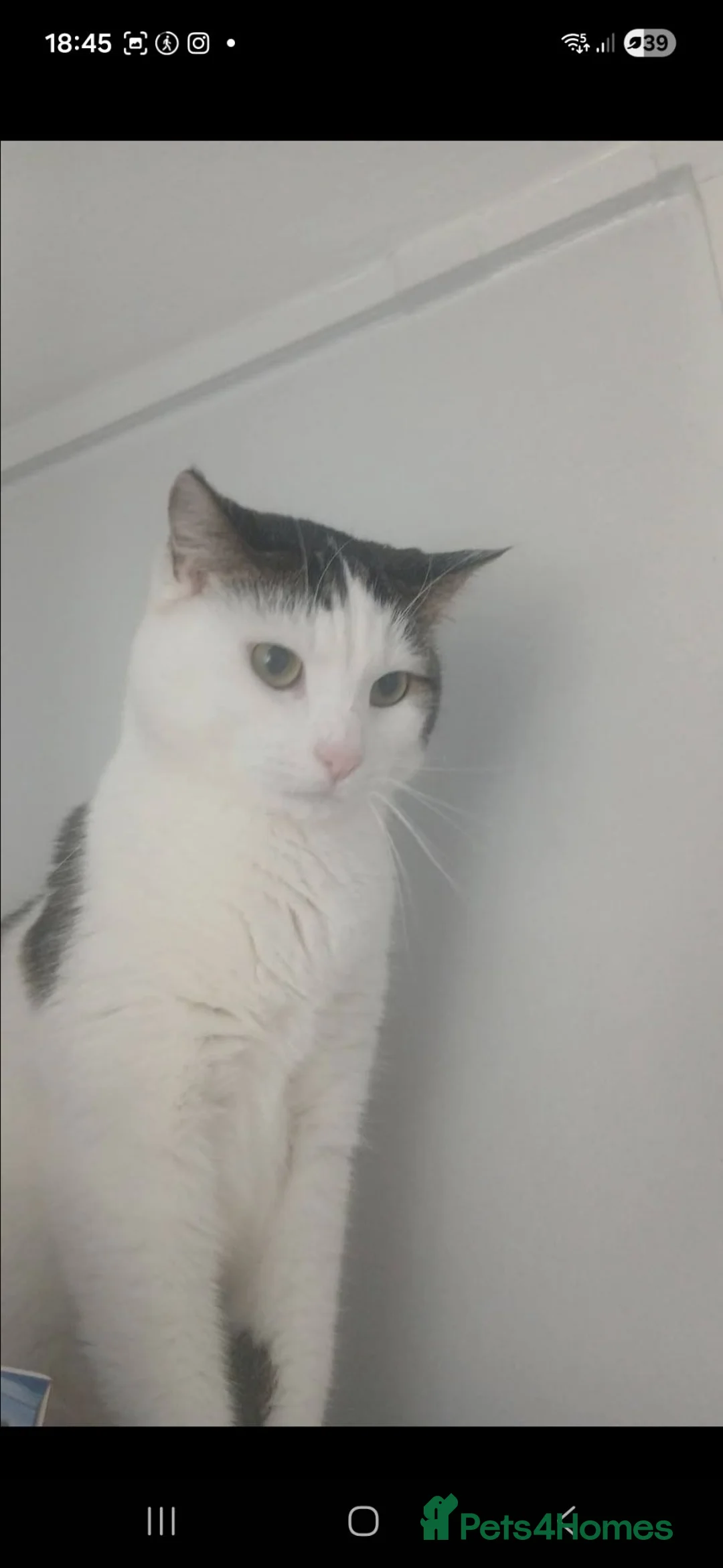 Mixed Breed cats for sale: Need to go together! - Advert 1